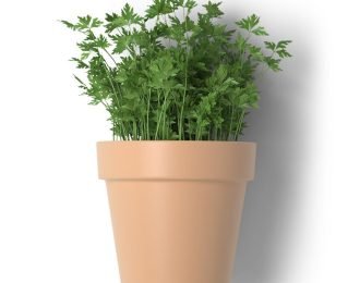 Herb Pot